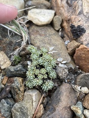 Draba oligosperma