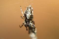 Cyclosa