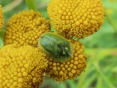 Cassida stigmatica