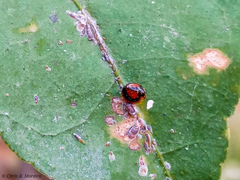 Pentilia chelsea