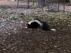 Mephitis mephitis nigra