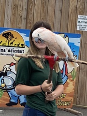 Cacatua moluccensis