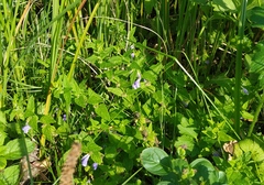 Scutellaria galericulata