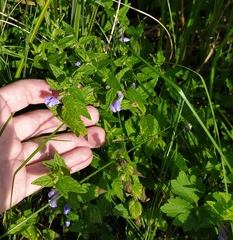 Scutellaria galericulata
