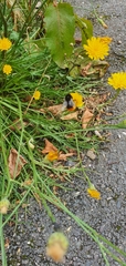 Bombus