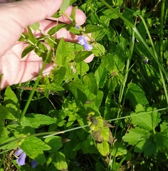 Scutellaria galericulata