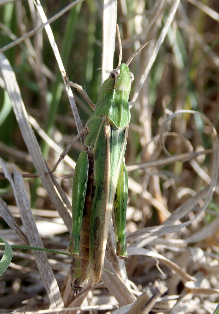 Chimarocephala californica