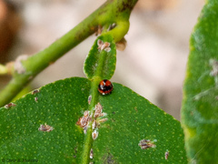 Pentilia chelsea