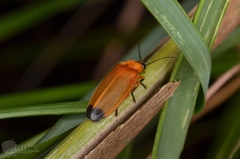 Abscondita terminalis