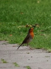 Erithacus rubecula
