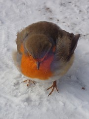 Erithacus rubecula