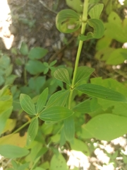 Galium × pseudoboreale