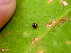 Pentilia chelsea