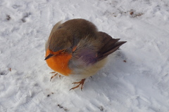 Erithacus rubecula