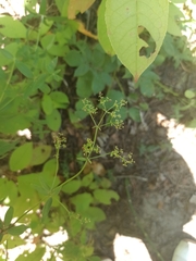 Galium × pseudoboreale