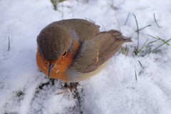 Erithacus rubecula