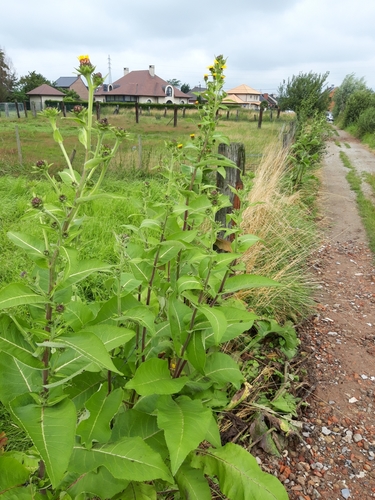 Image of Inula racemosa by no rights reserved