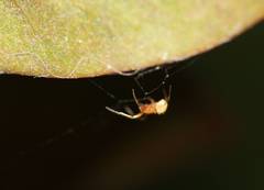 Araneae