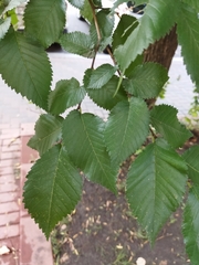 Ulmus