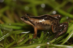 Microbatrachella capensis