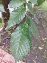 Ulmus