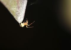 Araneae