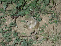 Perognathus longimembris