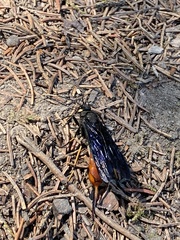 Urocerus cressoni
