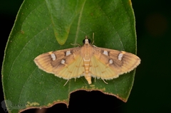 Cotachena histricalis