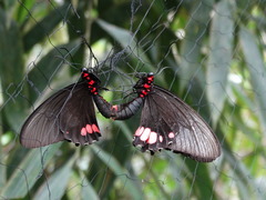 Parides vertumnus