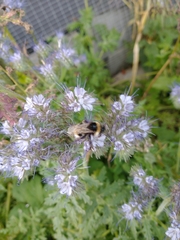 Bombus
