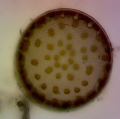 Actinocyclus