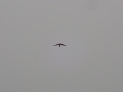 Falco