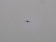 Falco