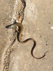 Elgaria multicarinata