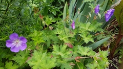 Geranium robustum
