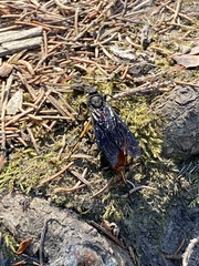 Urocerus cressoni