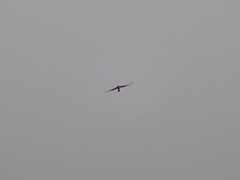 Falco