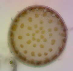 Actinocyclus