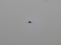 Falco