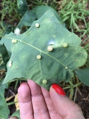 Cynips quercusfolii