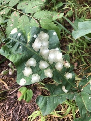 Cynips quercusfolii