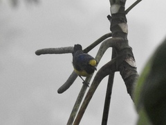 Euphonia fulvicrissa