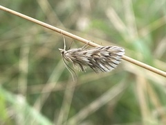 Cynaeda dentalis