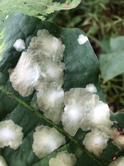 Cynips quercusfolii