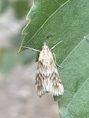 Cynaeda dentalis