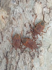 Apodiphus integriceps