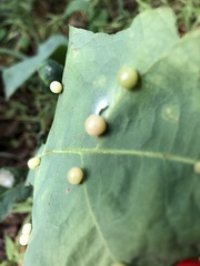 Cynips quercusfolii