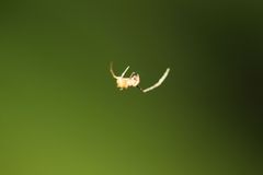 Araneae