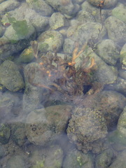 Fucus vesiculosus